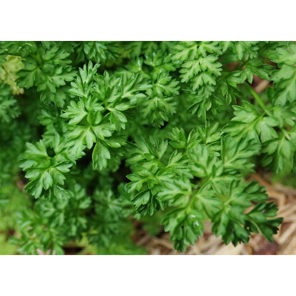 Cerfeuil frisé bio 