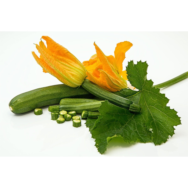 Courgette verte des maraîchers bio 