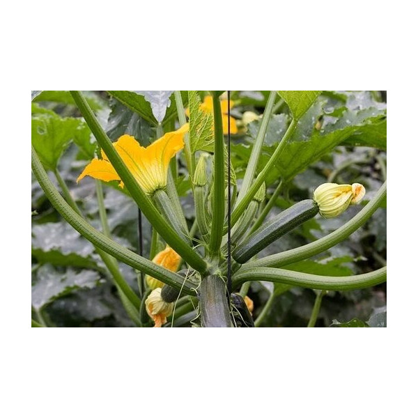 Courgette verte des maraîchers bio 