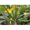 Courgette verte des maraîchers bio 