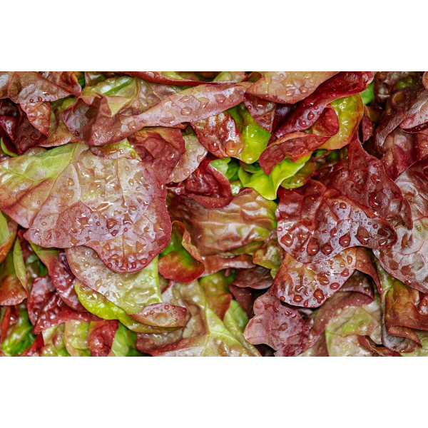 Laitue Merveille des 4 saisons bio3 