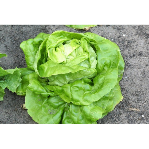 Laitue Reine de Mai bio 