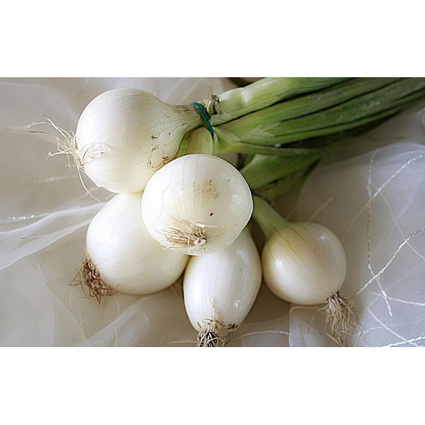 Oignon blanc de Lisbonne bio 