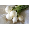Oignon blanc de Lisbonne bio 