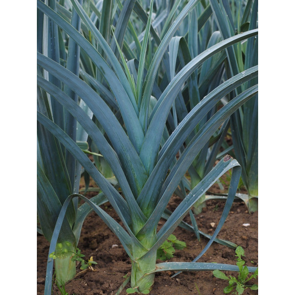 Poireau monstrueux de Carentan bio 