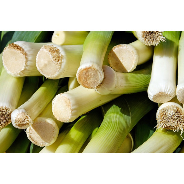 Poireau monstrueux de Carentan bio 