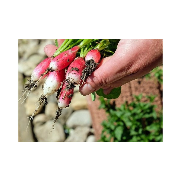 Radis de 18 jours bio 