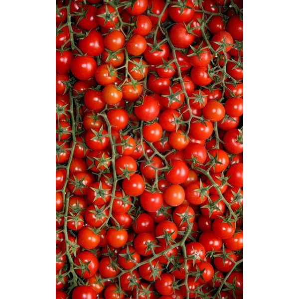 Tomate cerise Red Cherry bio 