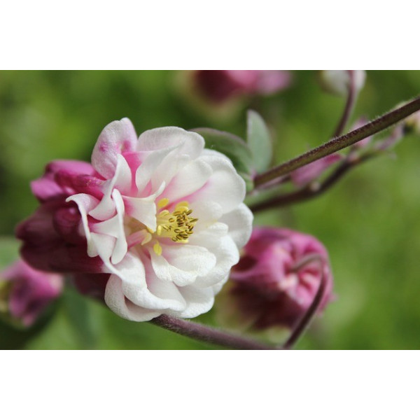 Ancolie des jardins double varié 