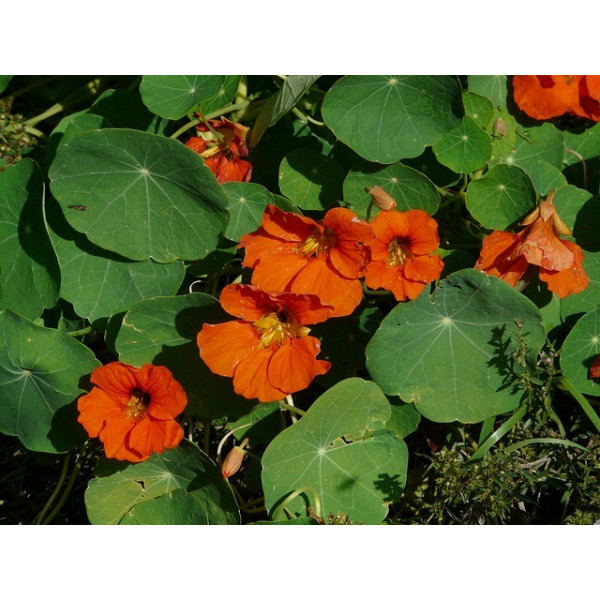 Capucine grimpante variée 