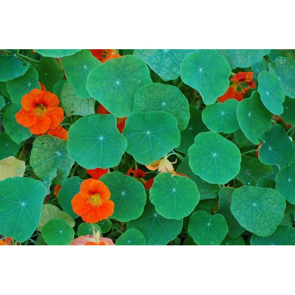 Capucine grimpante variée 