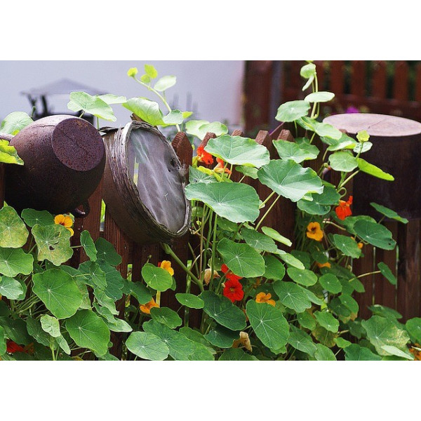 Capucine grimpante variée 