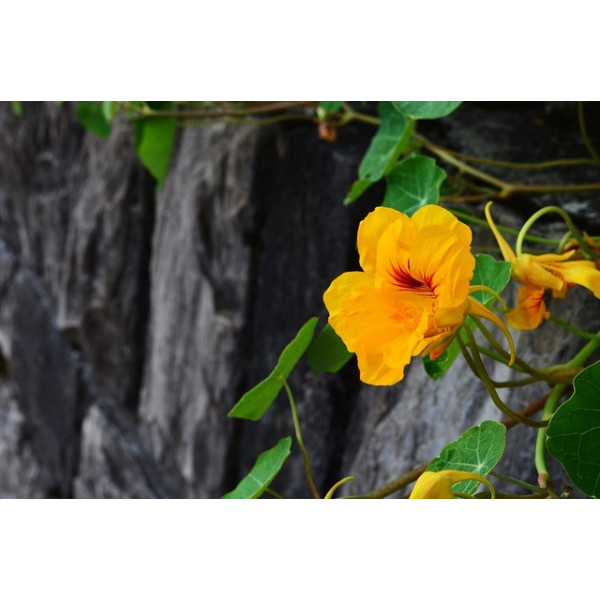 Capucine grimpante variée 