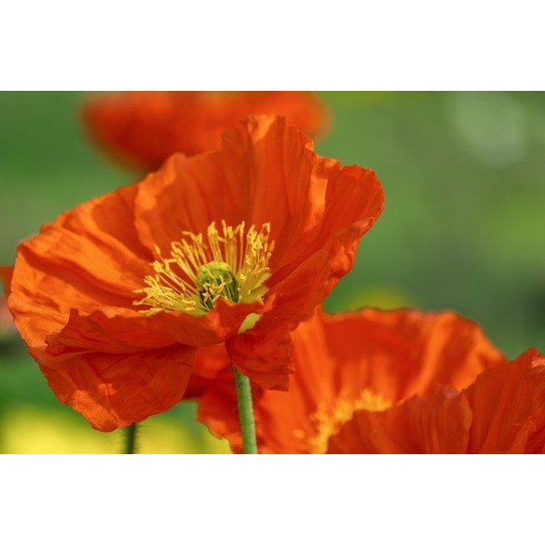 Coquelicot rouge (Pavot des moissons) 