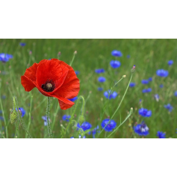 Coquelicot rouge (Pavot des moissons) 