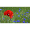 Coquelicot rouge (Pavot des moissons) 