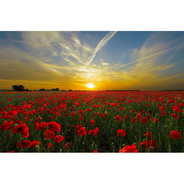 Coquelicot rouge (Pavot des moissons) 
