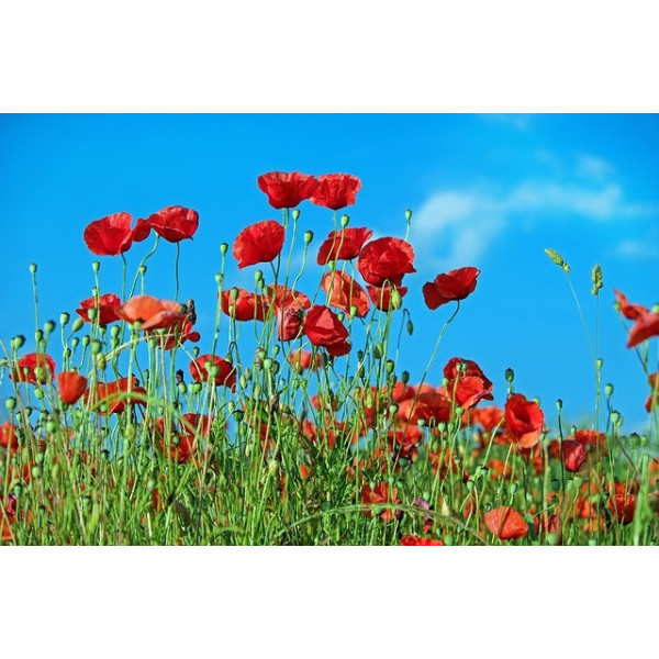 Cucitrice Heavy Duty Q-Connect - Pinza Fino A 115 Fogli, Regolabile, Graffette 923/8-14mm, Nero - Foto 10