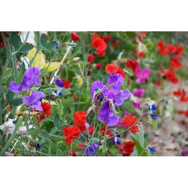 Pois de Senteur Spencer varié 