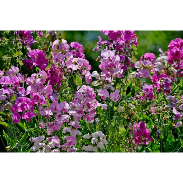 Pois de Senteur Spencer varié 