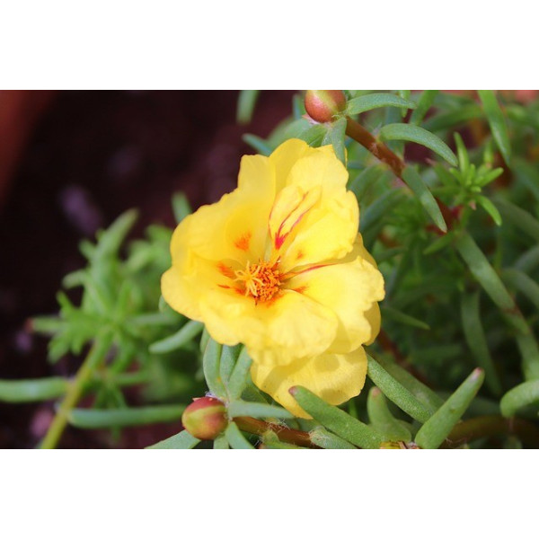 Pourpier double grande fleur varié 