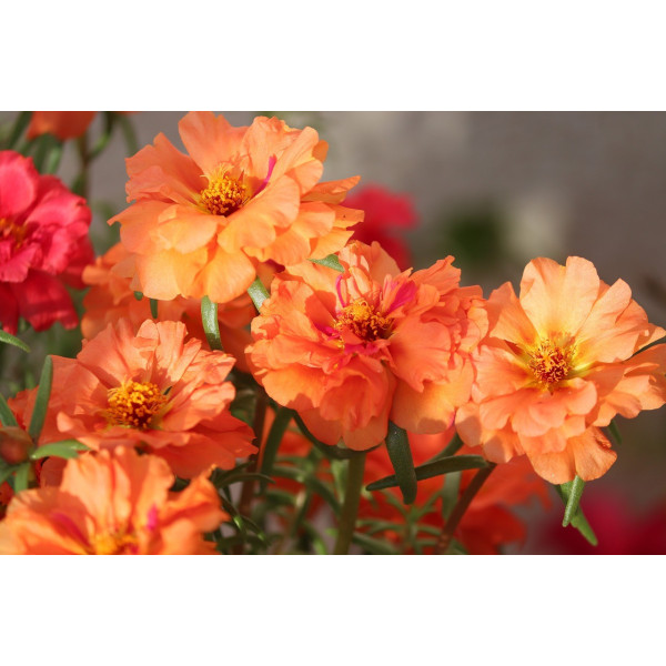 Pourpier double grande fleur varié 