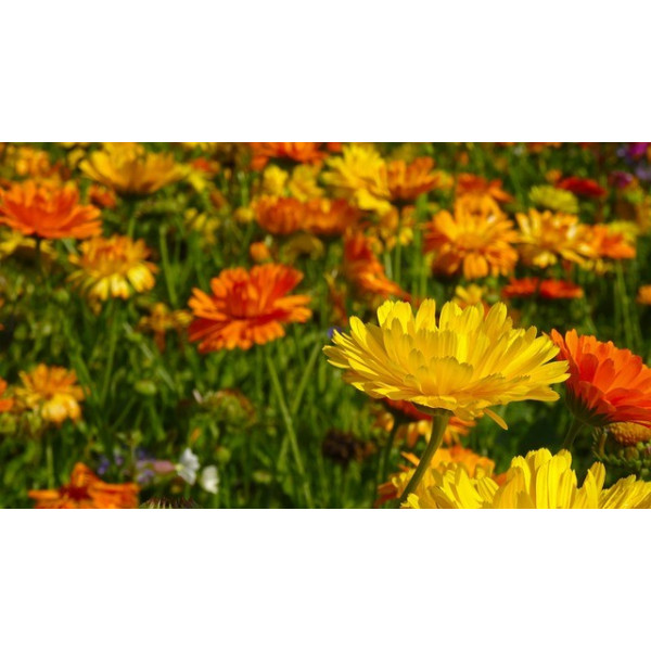 Souci des jardins varié 