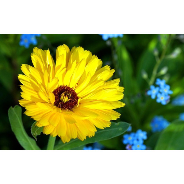 Souci des jardins varié 