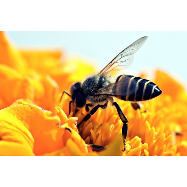 Souci des jardins varié 