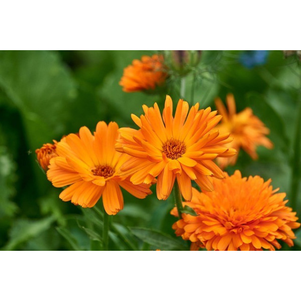 Souci des jardins varié 