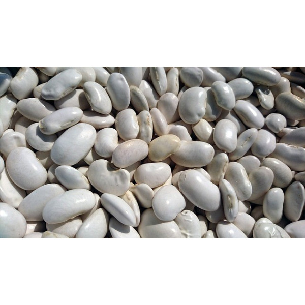 Haricot nain à écosser Cocagne (type coco paimpolais) 