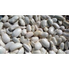 Haricot nain à écosser Cocagne (type coco paimpolais) 