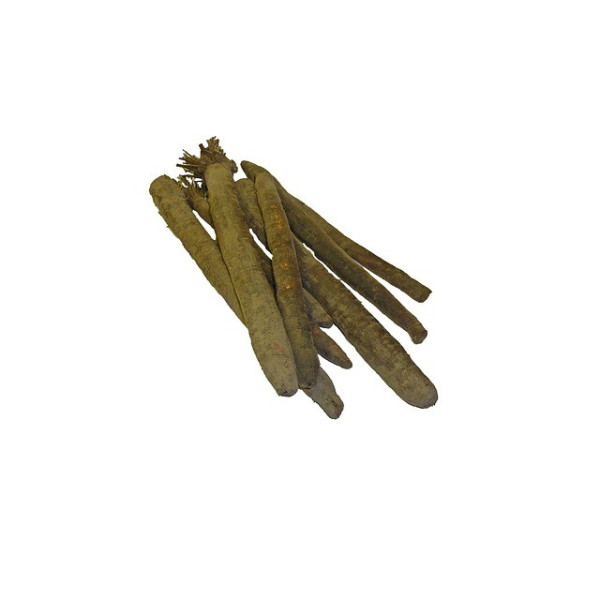 Scorsonère géante noire de Russie 