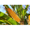 Maïs doux sucré Golden Bantam 