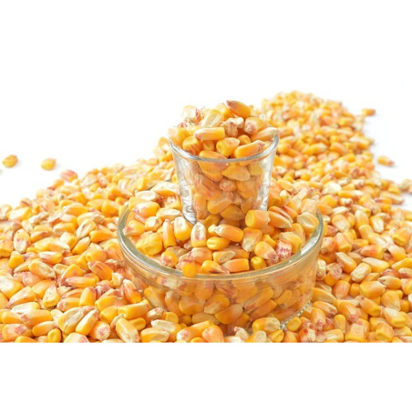 Maïs doux sucré Golden Bantam 