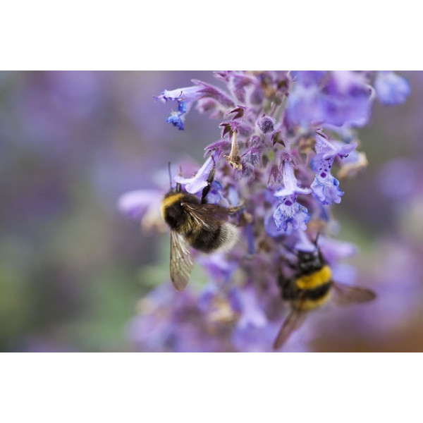 Nepeta cataria (Chataire) 