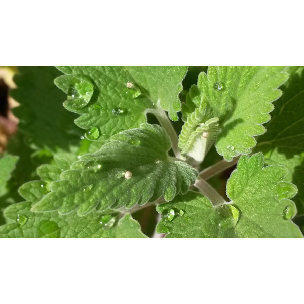 Nepeta cataria (Chataire) 