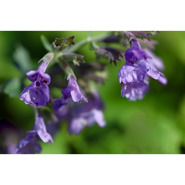 Nepeta cataria (Chataire) 