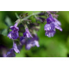 Nepeta cataria (Chataire) 