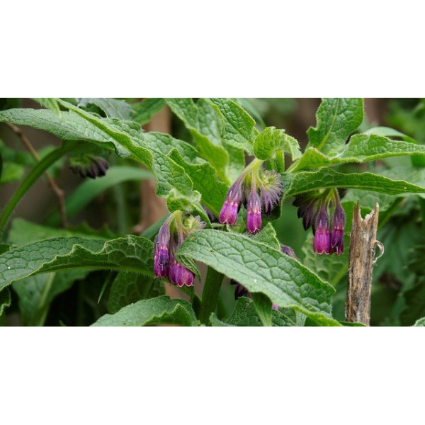Consoude (symphytum officinale ) 