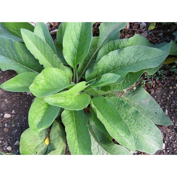 Consoude (symphytum officinale ) 