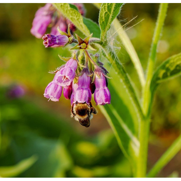 Consoude (symphytum officinale ) 