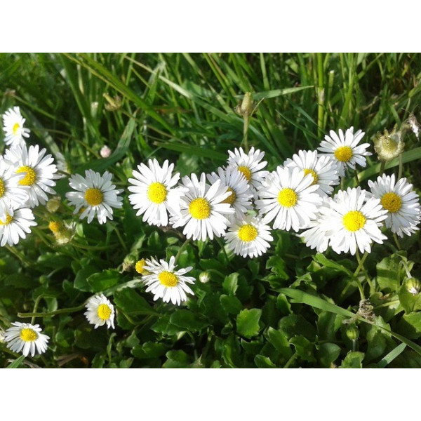 Paquerette simple des prés 