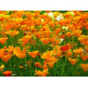 Eschscholtzia simple orange 