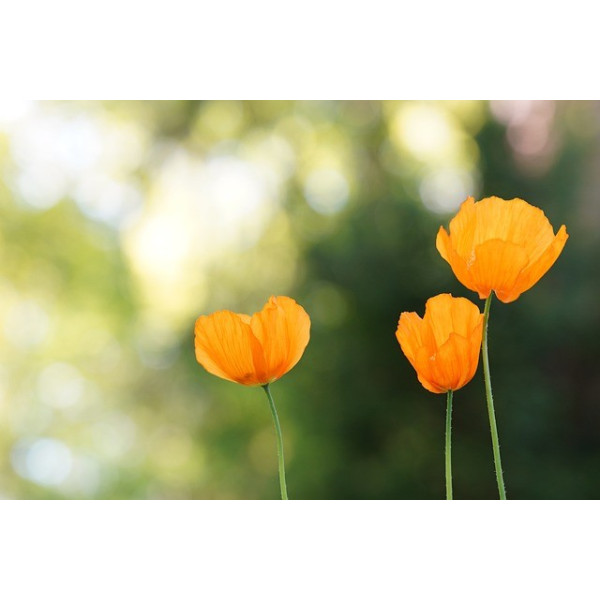 Eschscholtzia simple orange 