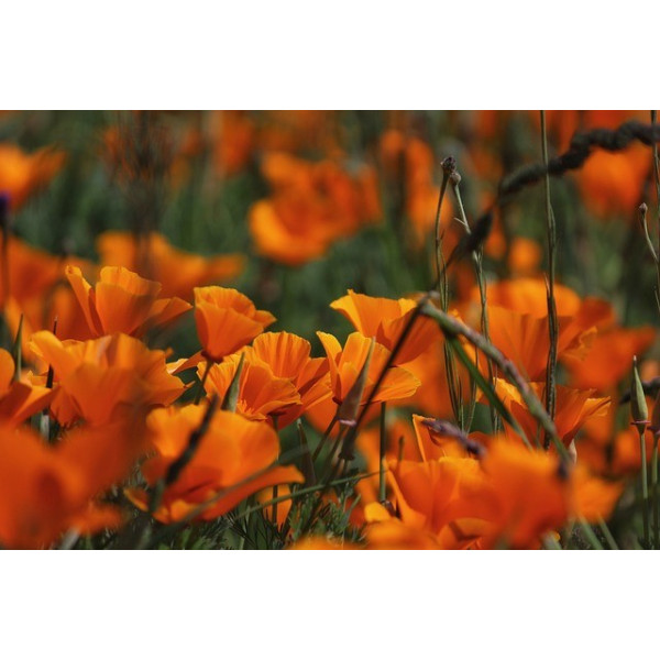 Eschscholtzia simple orange 