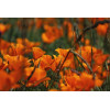 Eschscholtzia simple orange 