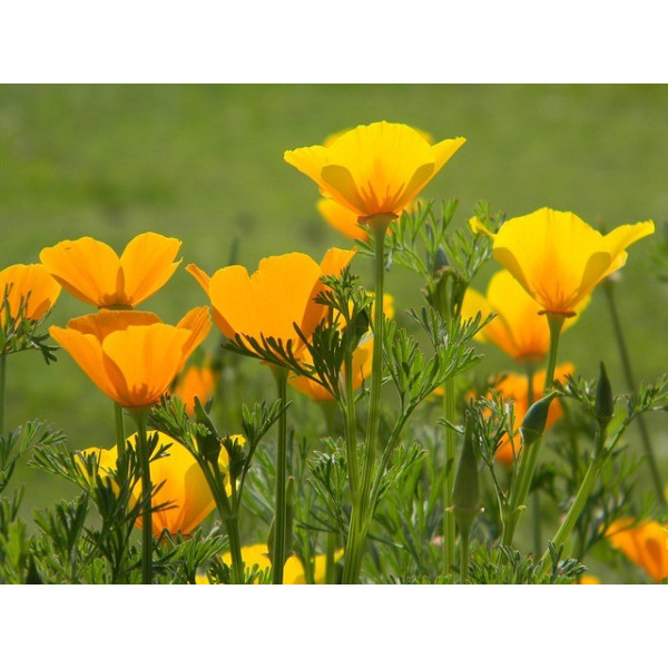 Eschscholtzia simple orange 