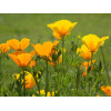 Eschscholtzia simple orange 