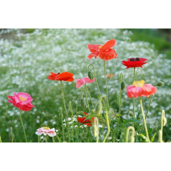 Eschscholtzia simple varié 